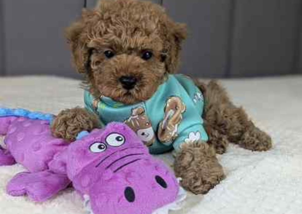 Готовятся,к продажи щенки мальтипу