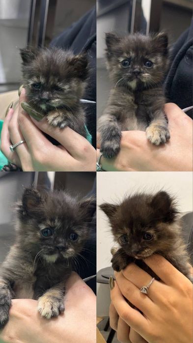 Котенок нуждается в доме