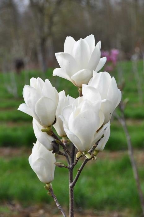 Магнолия Леней Алба - Lenei Alba Студоустойчива