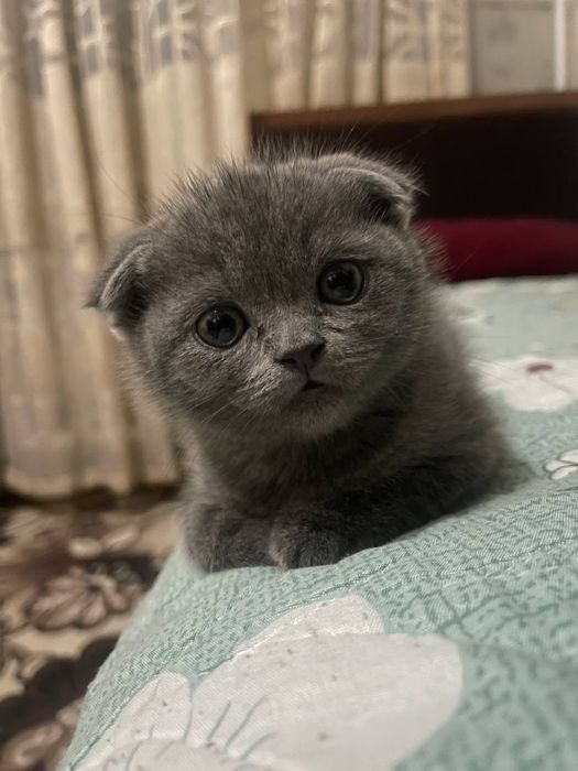 Sogʻlom mushuk sotiladi