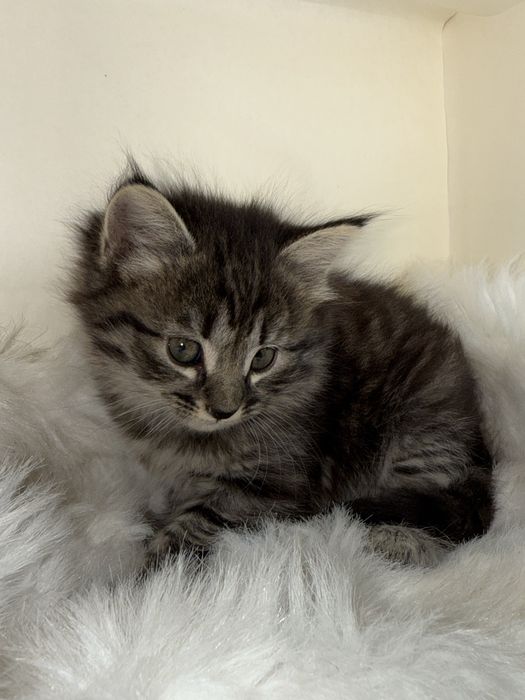 продается кошка 1 месячная