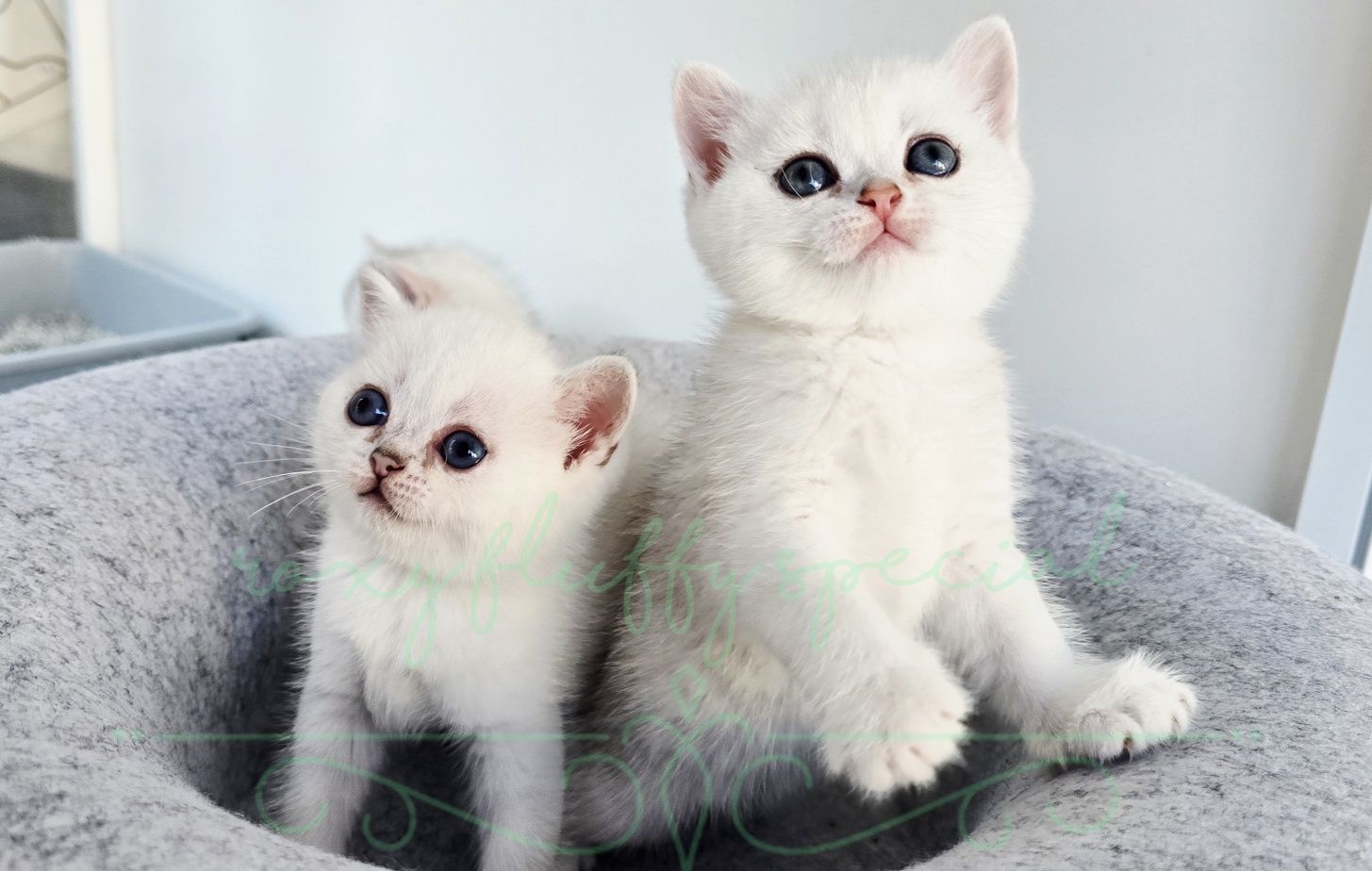 British shorthair cu pedigree