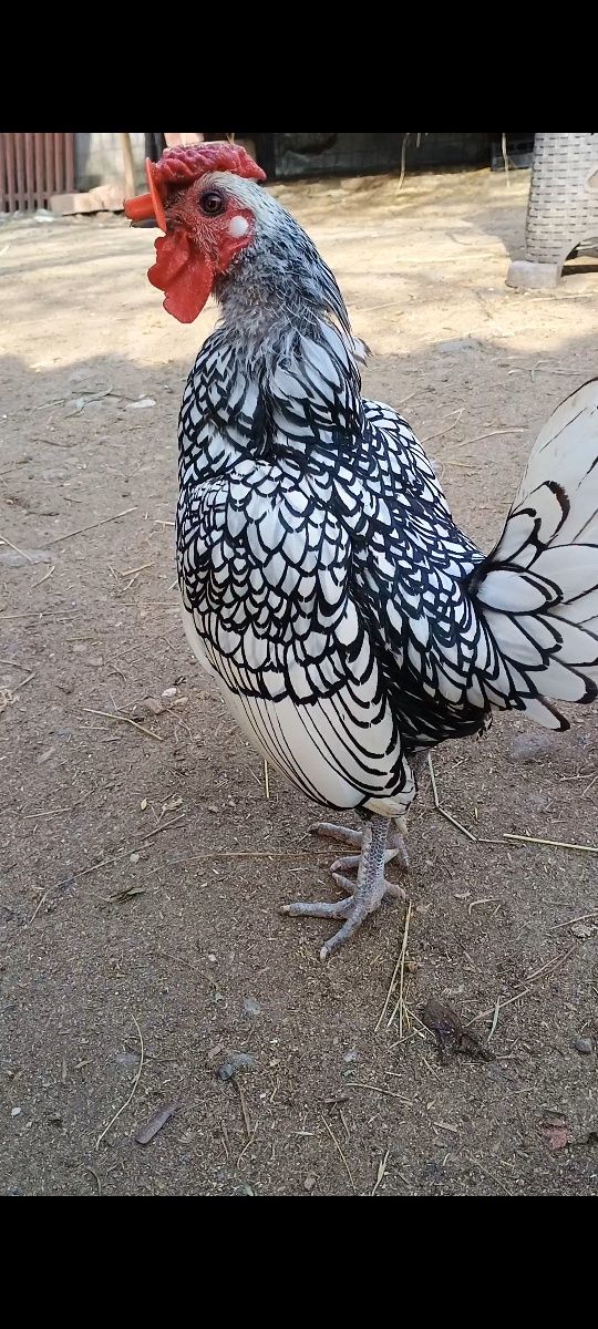 Sebright auriu,argintiu și chamois de anul trecut