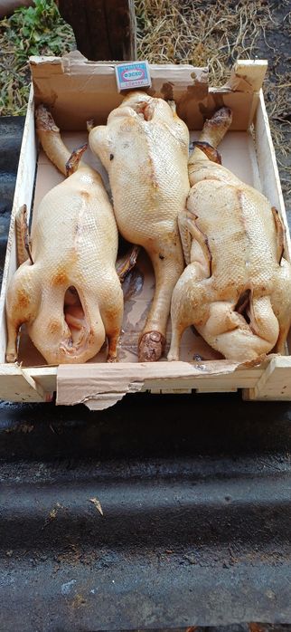 Продам мясо гусей закол по заказу 3700тг