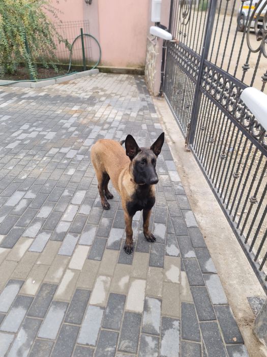 Vand femela ciobnesc belgian malinois
