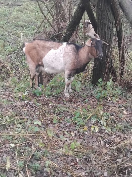 Vând capră tânără foarte bine îngrijită puternic dezvoltată