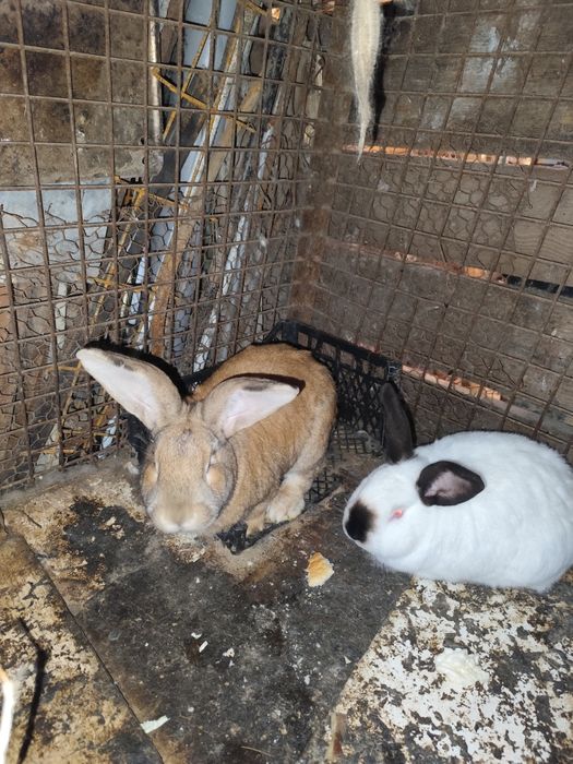 Vând găini și iepuri și rațe