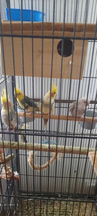 Papagali Nimfe 2 perechi