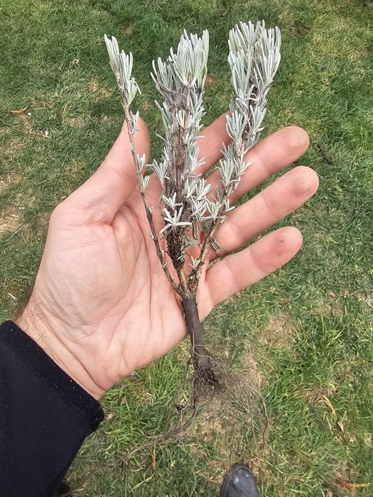 Butasi lavandă cu Rădăcină - 3 lei bucata