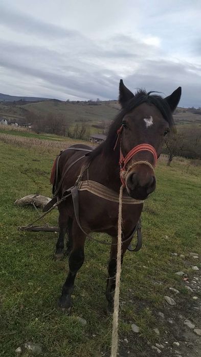Vând mânz de un an jumate
