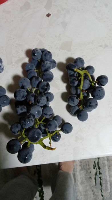Struguri negri, gust tamaios, autohton, de vanzare