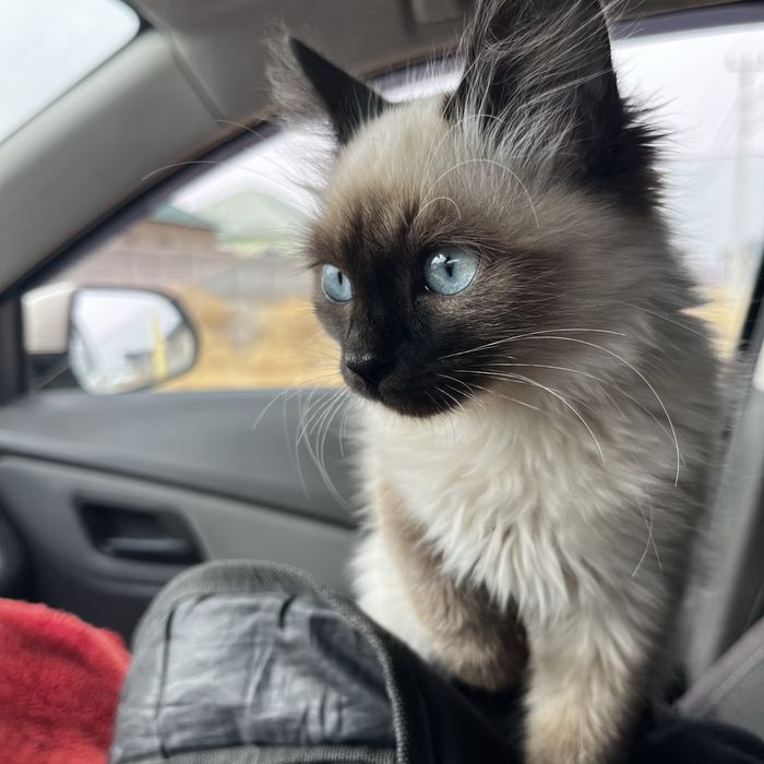 Кошка отдам в хорошие руки не дорого