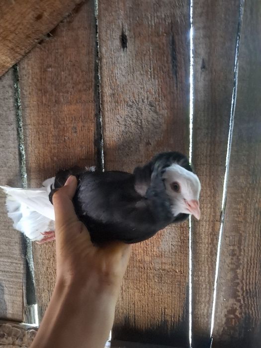 De vânzare o pereche de capucini