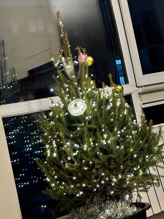 Елки и ели голубые и зеленые в Алмате елка голубая в горшке