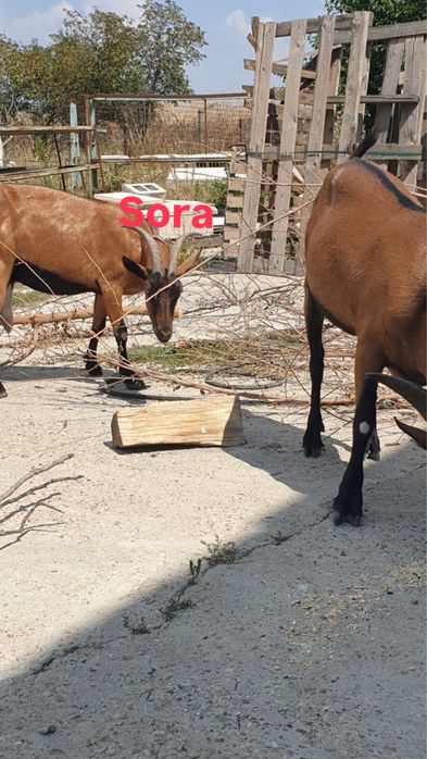 Vand/schimb tap alpin francez