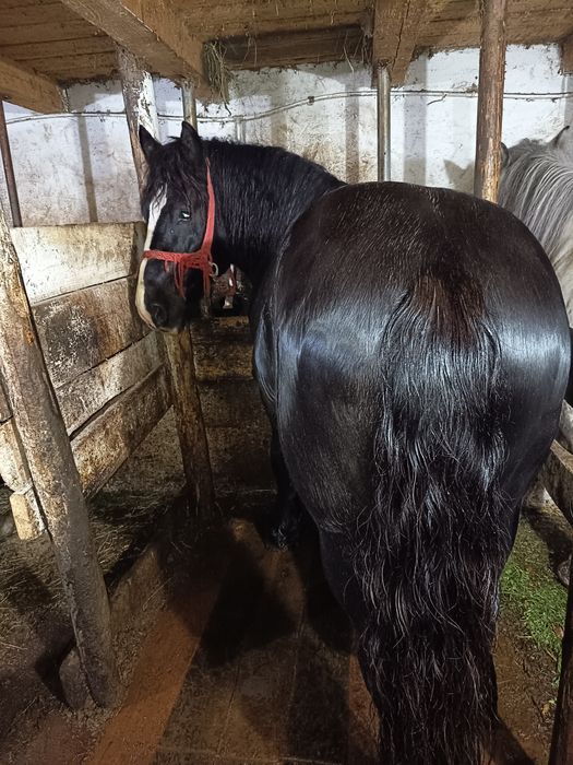 De vânzare relații la telefon