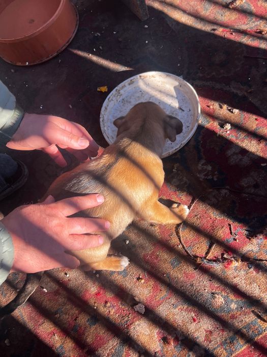 Dam spre adoptie 3 fetite de talie medie