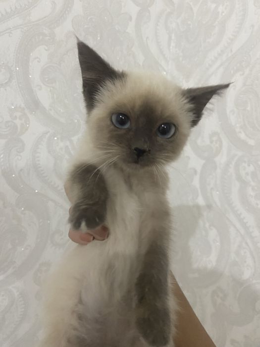 Красивый сиамский котёнок ищет дом, девочка