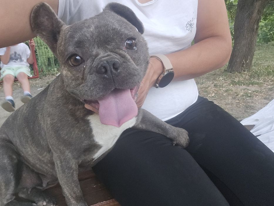 Продавам Френски булдог