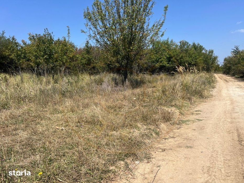 Teren intravilan 5744 mp Mosoaia-Prunilor