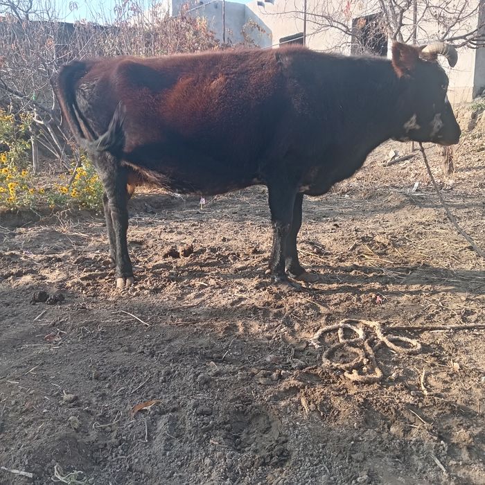 7 oylik bug'oz sigir sotiladi, uyni moli 100% sog'lom,I