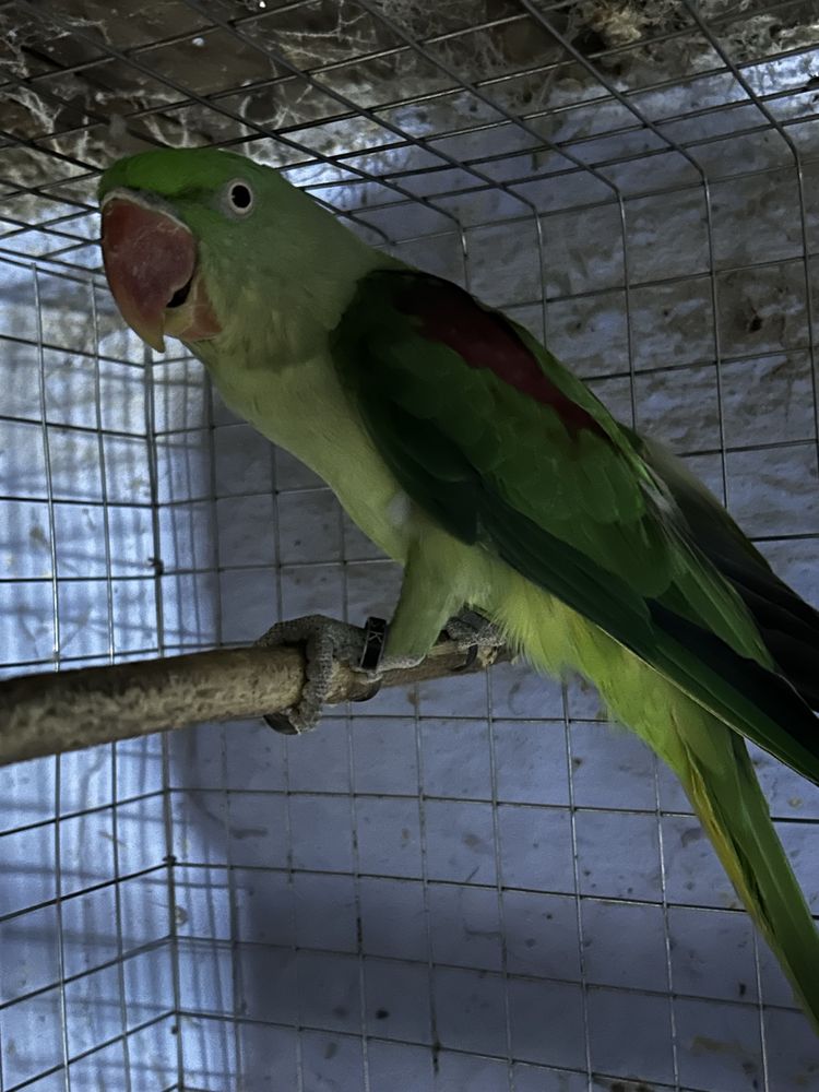 Disponibili papagali diferite rase