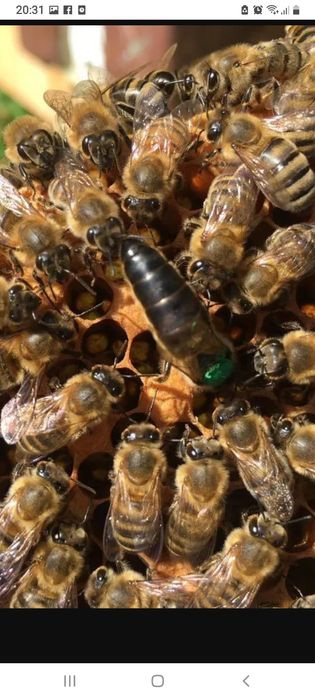 Пчелапакеты пчелапакеты пчелапакеты