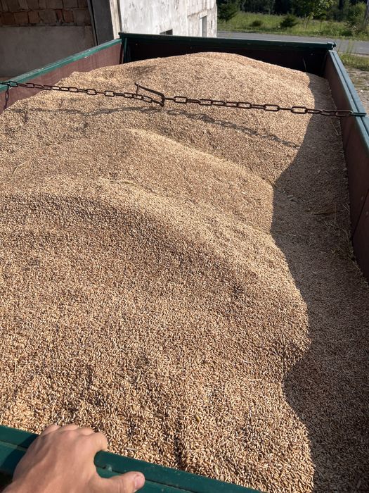 Triticale de vanzare