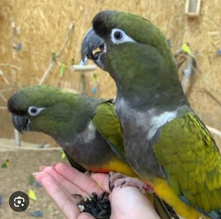 Скалистые ары или Патагонские молодая пара  ары