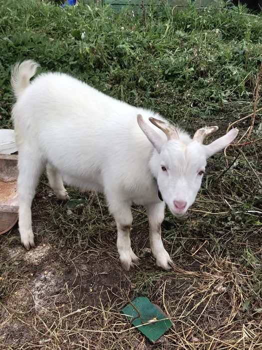 Vând țap sau schimb cu cereale, purcel..