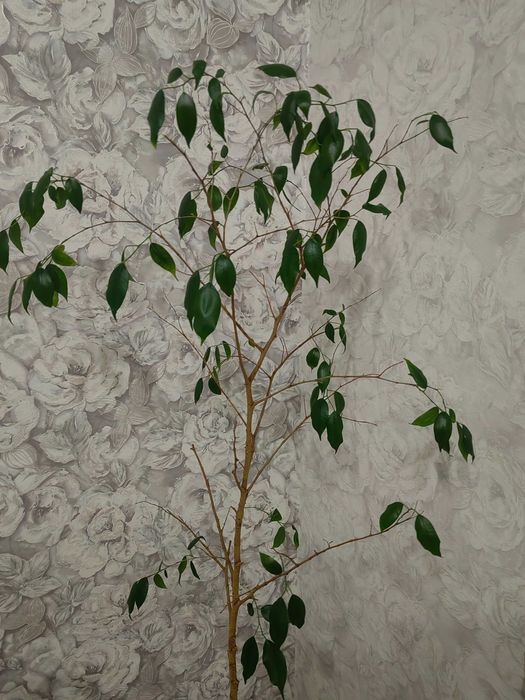 Цветы и Растения