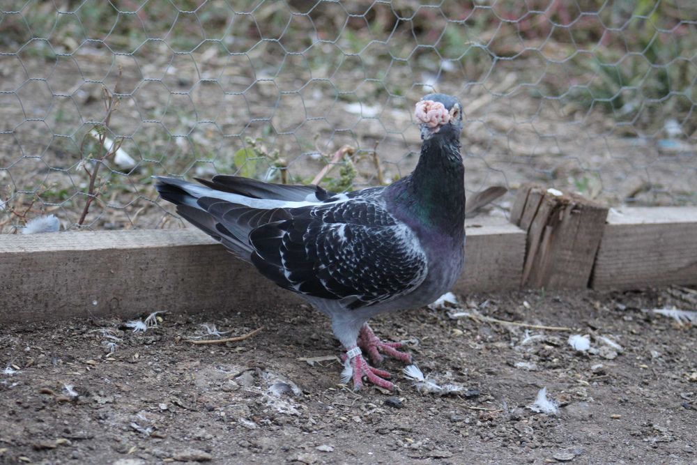porumbei duduros