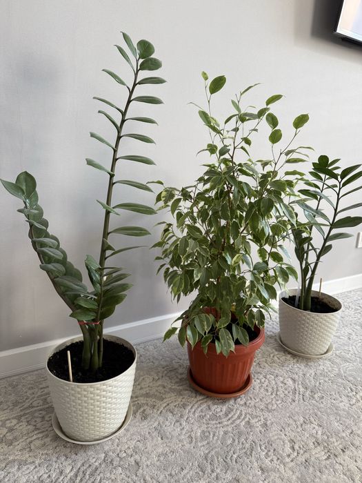 Комнатные цветы