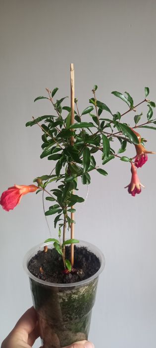 Гранат комнатный.