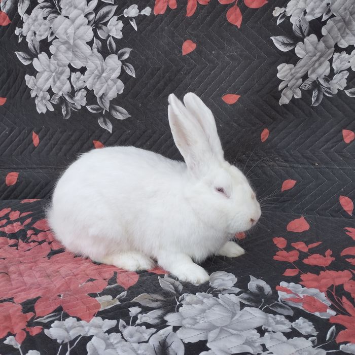 Цика и калифорнийски зайци