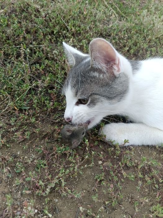 Отдам котенка в добрые руки.7 мес. Мальчик.
