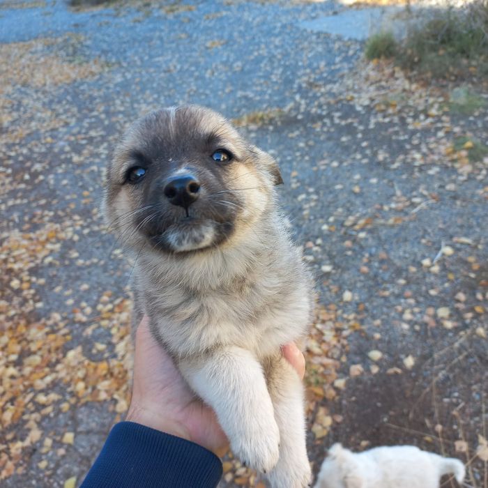 Срочно Срочно Срочно Щенки ищут дом