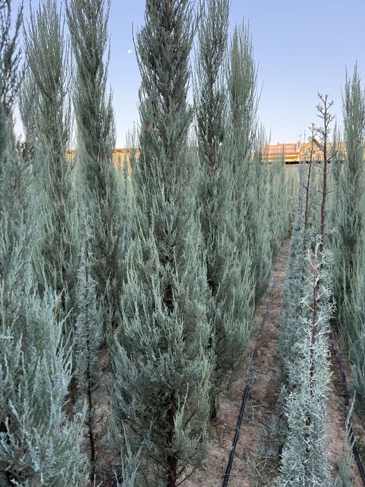 Skayroket majevelnik