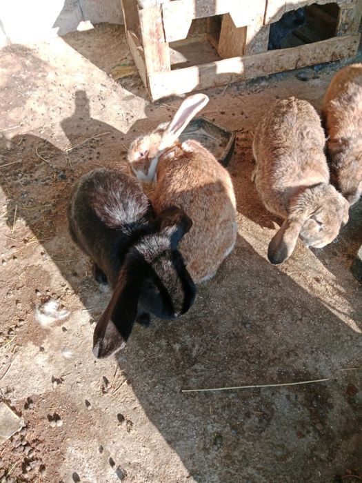 Зайцы,Қояндар,Кролики