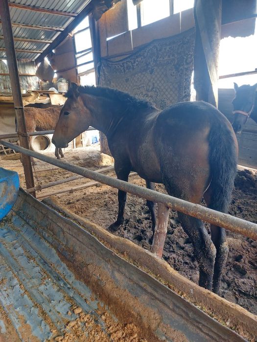 Байтал согым, бие на согым на той ас мясо