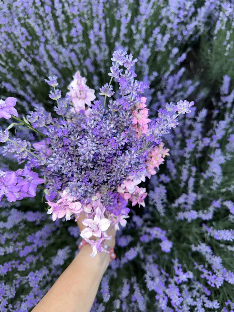 lavanda de vanzare