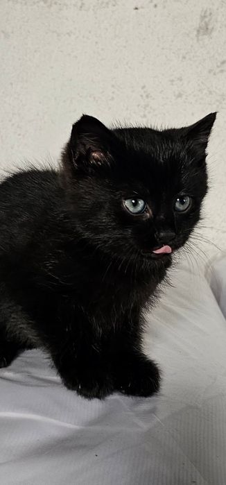 Малко черно котенце
