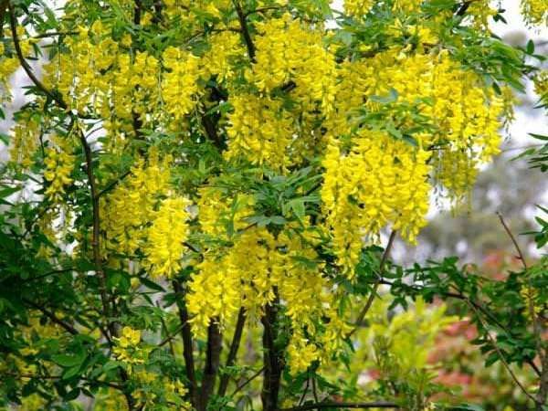 Комплект от 2 броя златен дъжд за 10 лева