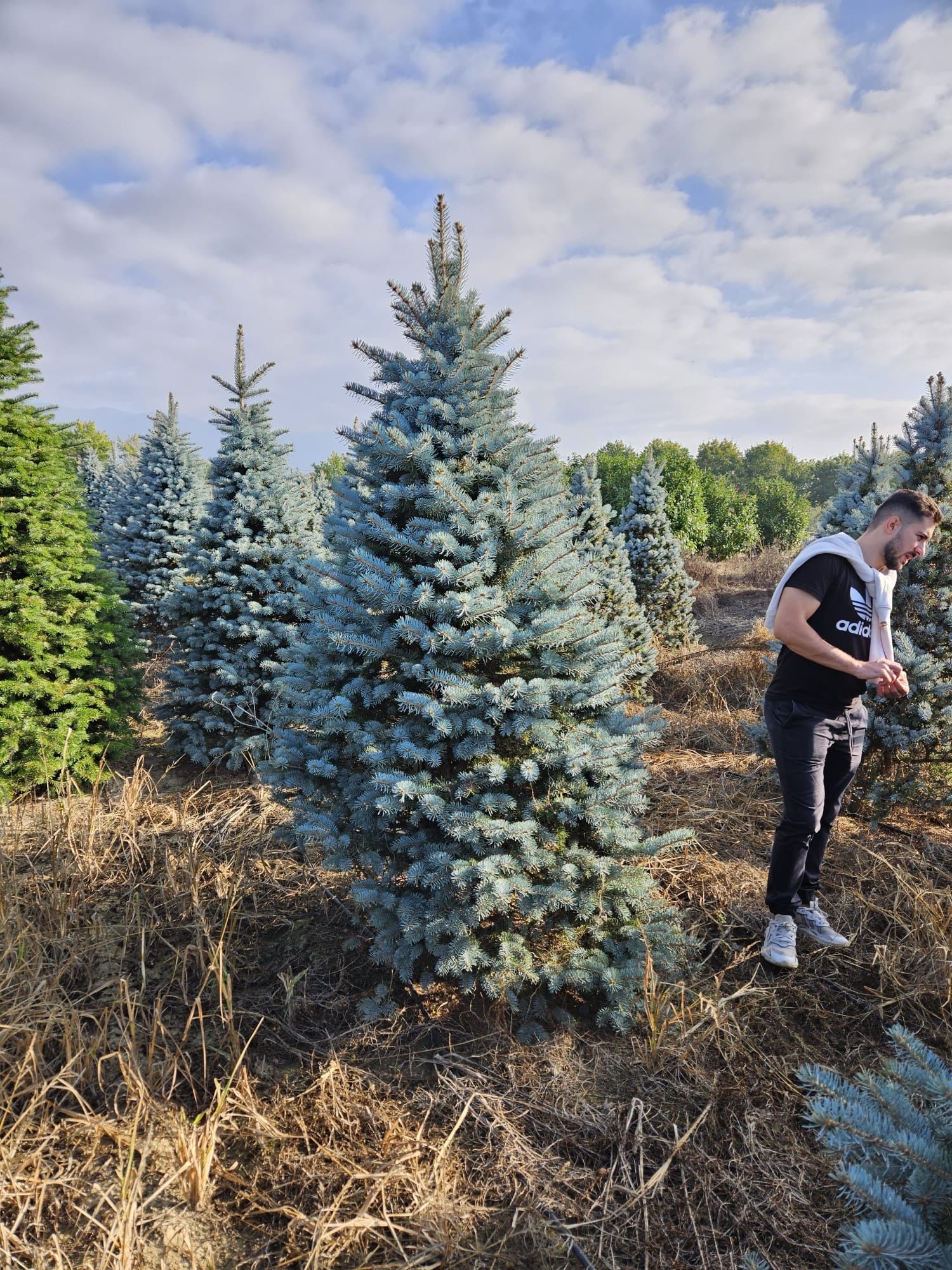 Brad argintiu la ghiveci ( vand brazi argintii hoopsii ) abies, picea.