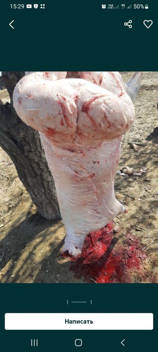 Қозы қой тоқты қошқарлар сатылады