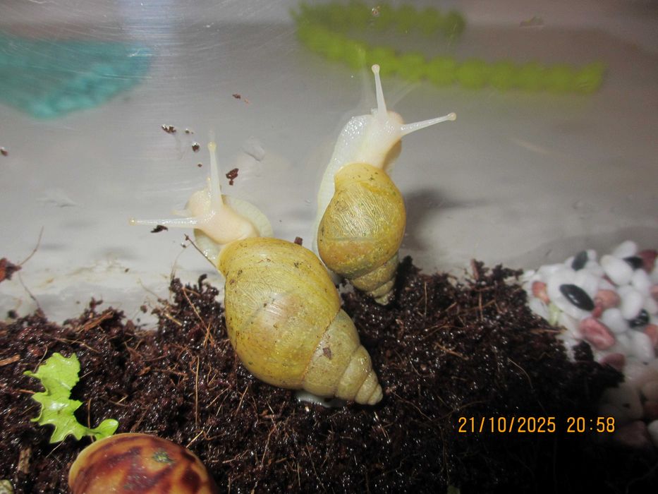 Гигантски Африкански охлюви