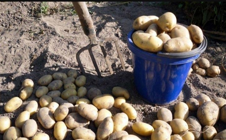 Домашний картошка