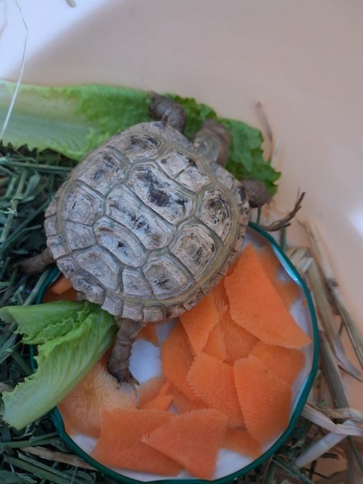 Черепашка в хорошие руки