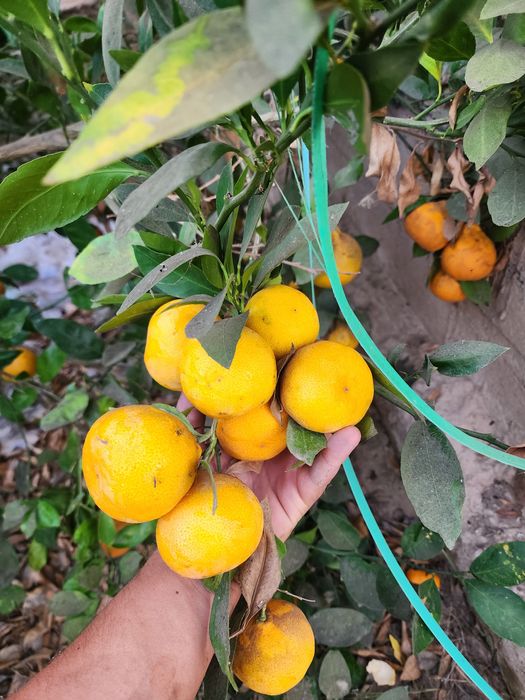 Mестний мандарин Апелсин мева сотилади оптим