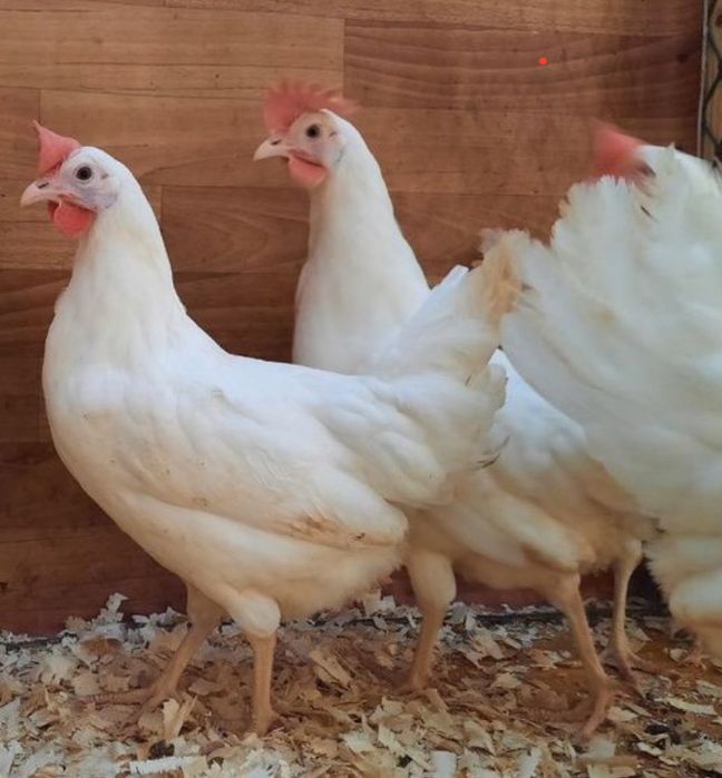 Куры несушки,несуться отлично!